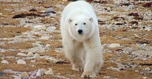 polar-bear-155x300